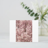 桜 花 木 自然 縁 公園 ポストカード (スタンド正面)