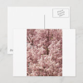 桜 花 木 自然 縁 公園 ポストカード (正面/裏面)