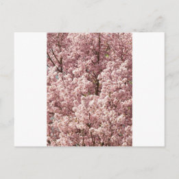 桜 花 木 自然 縁 公園 ポストカード