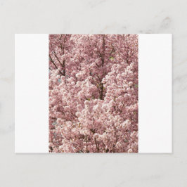 桜 花 木 自然 縁 公園 ポストカード