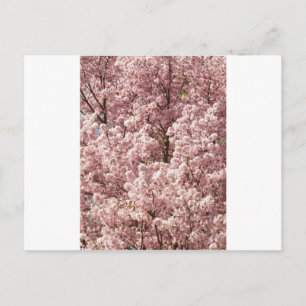 桜 花 木 自然 縁 公園 ポストカード
