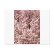 桜 花 木 自然 縁 公園