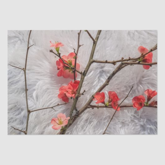 桜 薄葉紙 (正面)