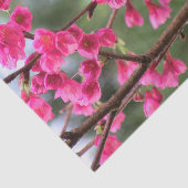 桜 薄葉紙 (詳細)