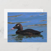 桟橋素晴らしの端にある白い翼を持つスコーターダック ポストカード (正面/裏面)