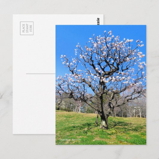 梅の木[葉書] ポストカード (正面/裏面)