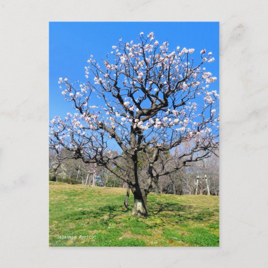 梅の木[葉書] ポストカード (正面)