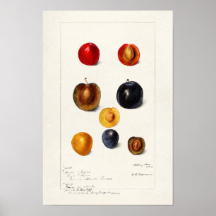 梅の種(Prunus Domeatica)水の絵画色 ポスター