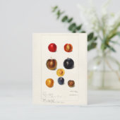 梅の種(Prunus Domeatica)水の絵画色 ポストカード (スタンド正面)