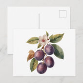 梅の花と実の古い枝 ポストカード (正面/裏面)