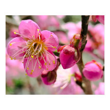 梅の花のクローズアップ