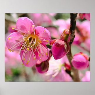 梅の花のクローズアップ ポスター