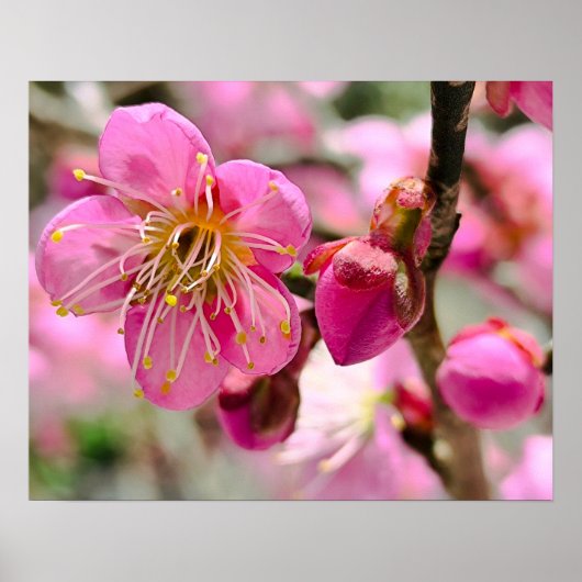 梅の花のクローズアップ ポスター (正面)