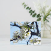 梅の花 ポストカード (スタンド正面)