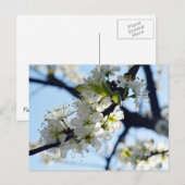 梅の花 ポストカード (正面/裏面)