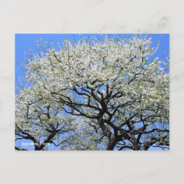 梅日本の[葉書] ポストカード