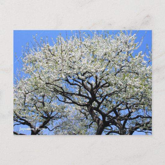 梅日本の[葉書] ポストカード (正面)