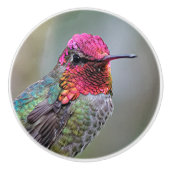 梅素晴らしの上のアンナのハミングバード セラミックノブ (正面)