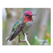 梅素晴らしの上のアンナのハミングバード フォトプリント            (正面)