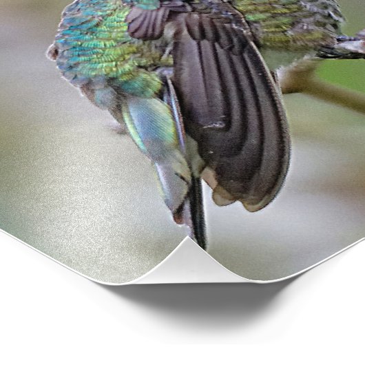 梅素晴らしの上のアンナのハミングバード フォトプリント            (角)