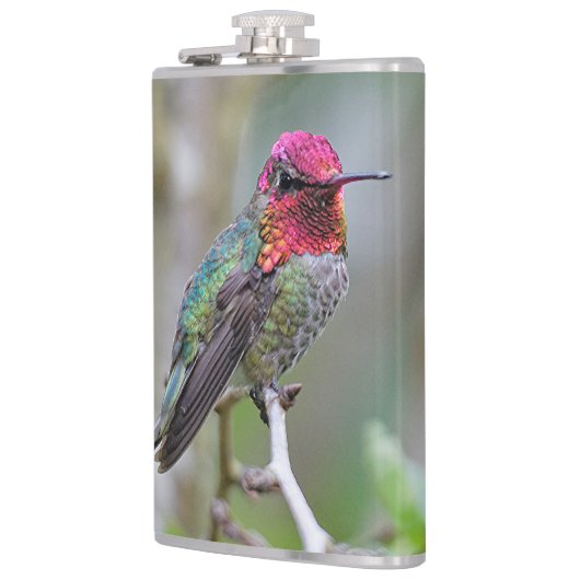 梅素晴らしの上のアンナのハミングバード フラスク (左)