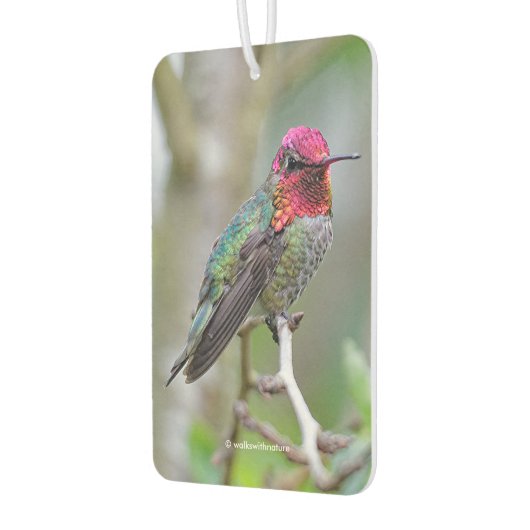 梅素晴らしの木の雄のアンナのハミングバード カーエアーフレッシュナー (左)