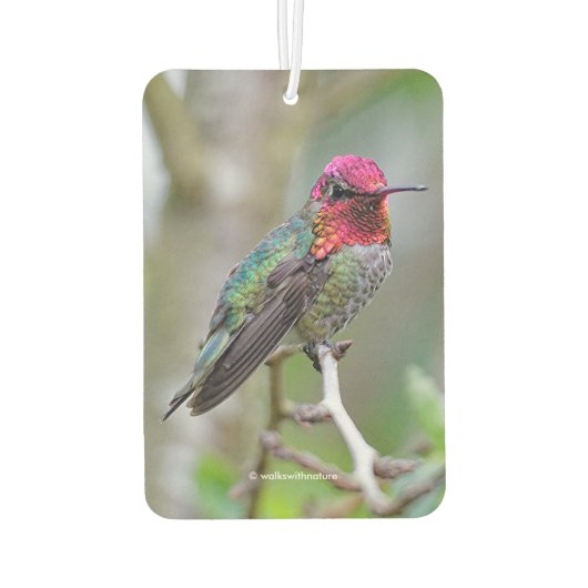 梅素晴らしの木の雄のアンナのハミングバード カーエアーフレッシュナー (裏面)