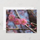 梅花葉書 ポストカード (正面/裏面)