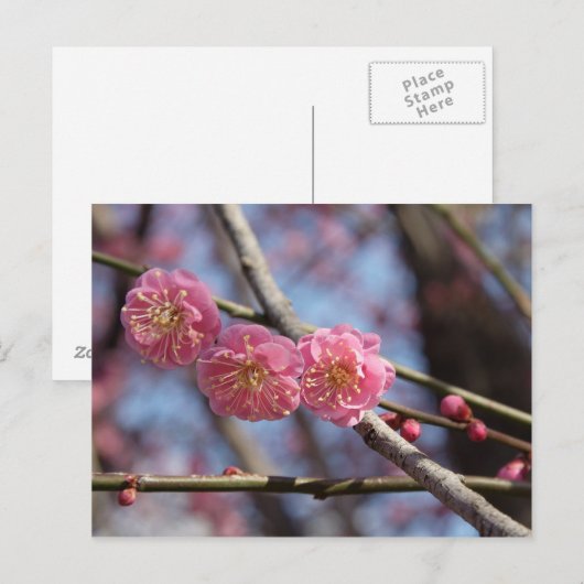 梅花葉書 ポストカード (正面/裏面)