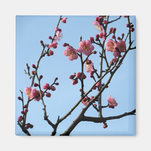 梅花:日本 マグネット (正面)