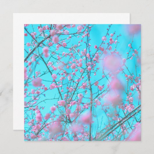 梅花(蘇州、中国) (正面/裏面)