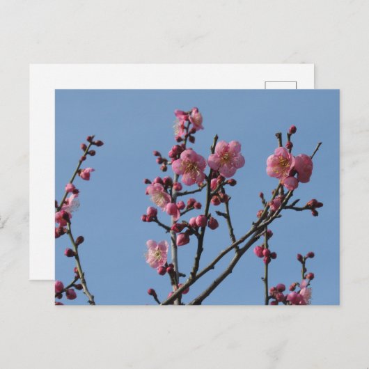 梅：日本 ポストカード (正面/裏面)