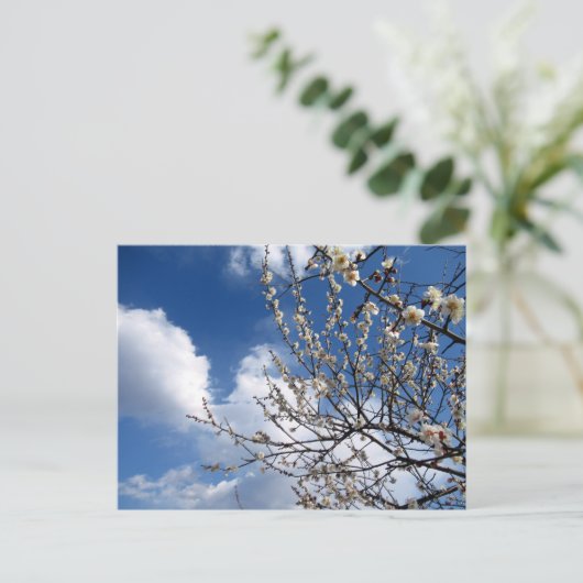 梅:日本 ポストカード (スタンド正面)