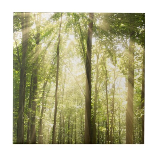 梢を通したSunrays タイル (正面)