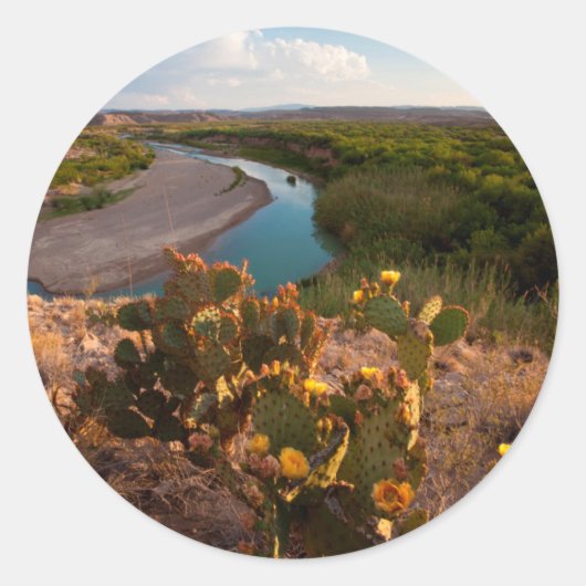 梨のサボテン（オプンティアSp.） ラウンドシール (正面)