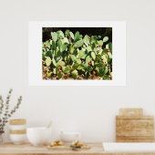 梨のサボテン ポスター (キッチン)