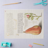 梨のフランスのバラ書 薄葉紙 (クラフト)