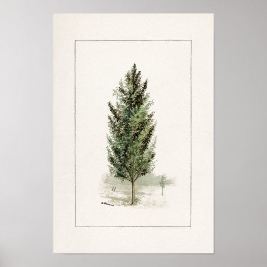 梨の木(Pyrus communis)水の色絵画の ポスター (正面)