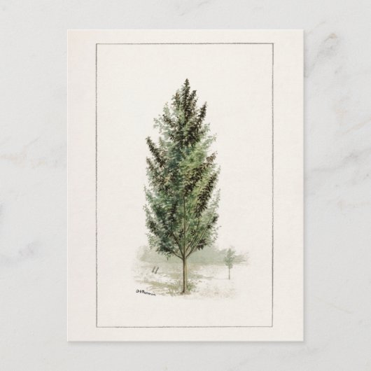 梨の木(Pyrus communis)水の色絵画の ポストカード (正面)