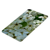 梨の花の開花 マグネット (左側)