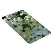 梨の花の開花 マグネット (右側)