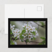 梨の花はがき ポストカード (正面/裏面)