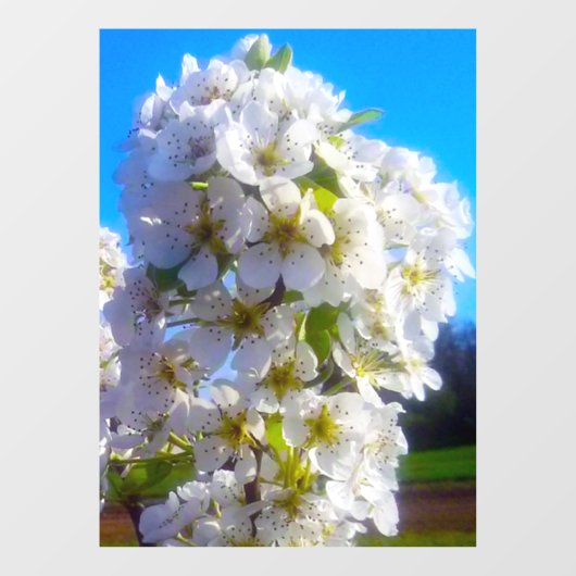 梨の花 ウィンドウサイン (シート)