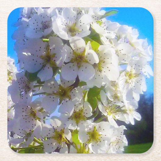 梨の花 スクエアペーパーコースター (正面)