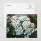 梨の花 ポストカード (正面/裏面)