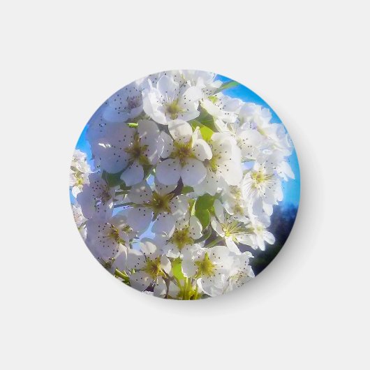 梨の花 マグネット (正面)