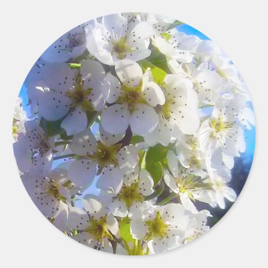 梨の花 ラウンドシール (正面)