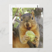 梨はがき付きリス ポストカード (正面/裏面)