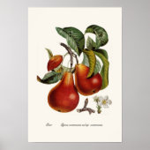 梨 ポスター (正面)