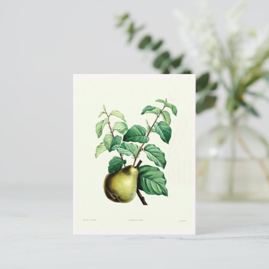 梨 ポストカード (スタンド正面)